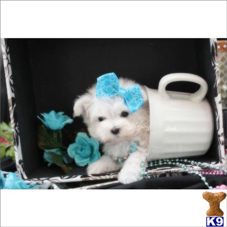 gpupies20 Picture 1